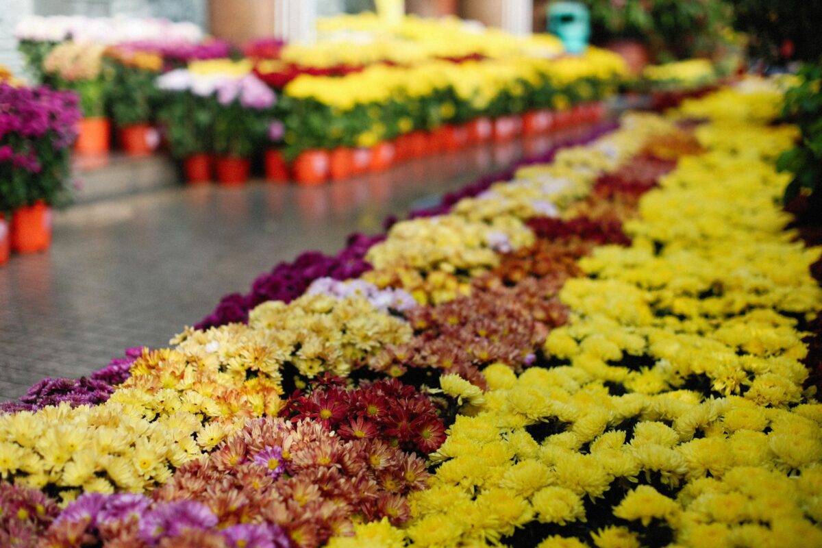 Chrysanthèmes de Toussaint : retardés par la canicule, plus compacts et de plus en plus bicolores